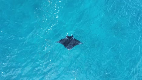 High-drone-view-of-a-large-Manta-Ray-as-it-surface-feeds-in-tropical-waters