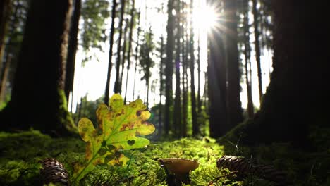 Sonnenschein-Kommt-In-Den-Wald,-Zeitraffer-Einer-Unteren-Perspektive-Auf-Ein-Herbstlich-Gefärbtes-Blatt-Mit-Einer-Ausgestanzten-Herzform