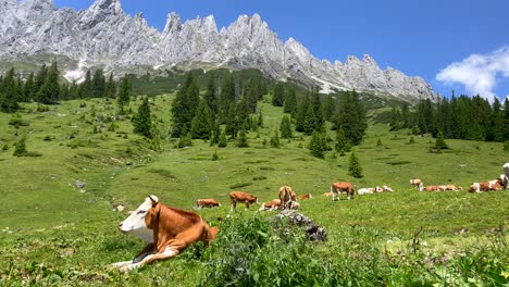 Wunderschönes-Alpen-Bergpanorama-Mit-Vielen-Grasenden-Kühen-Auf-Freier-Wiese-Im-Sommer-–-Filmische-Tilt-Up-Aufnahme