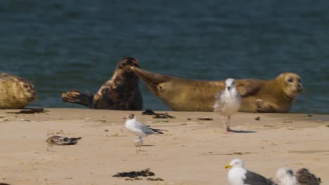 Seagulls-And-Group-of-Sea-Lions-Basking-Under-The-Sun-In-The-Beach