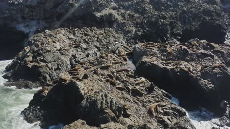 A-slowly-tracking-drone-shot-approaching-a-large-group-of-seals-laying-on-rocks-in-sunshine,-Oregon-coast,-Pacific-Ocean