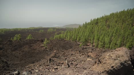 Majestic-green-forest-destroyed-by-old-volcano-eruption-in-Tenerife-island,-timelapse