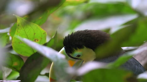 Exotischer-Tukan-Mit-Kielschnabel,-Der-Bei-Sonnenlicht-Im-Tiefen-Dschungel-Von-Ecuador-Ruht,-Aus-Nächster-Nähe