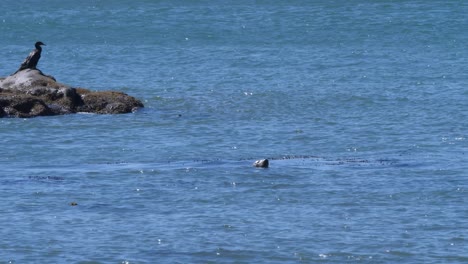 Seal-catching-its-breath-off-the-Oregon-coast-next-to-a-cormorant