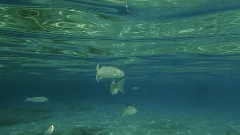 Underwater-scene-of-small-fish-swimming-under-sea-water-surface