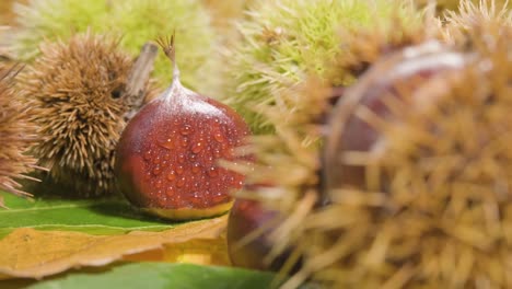 Nahaufnahme-Eines-Rotierenden-Kastanienigels,-Der-Rohe-Früchte-Mit-Tröpfchen-Enthüllt-–-Bio-Lebensmittel