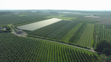 Vista-Aérea-De-Una-Gran-Plantación-De-Huertos-Verdes-En-El-Campo-De-Tierras-De-Cultivo