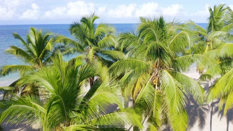 Palmen-Und-Idyllisches-Meer-Am-Tropischen-Strand-Von-Playa-Las-Terrenas-In-Der-Dominikanischen-Republik---Luftaufstieg