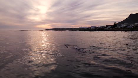 Drone-view-of-massive-rotund-body-of-Southern-Right-whale,-reflected-in-sunset