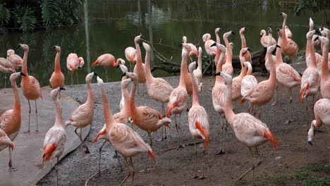 group-of-Chilean-flamingo,-Phoenicopterus-chilensis.-close-view