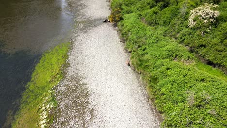 Deer-walking-along-river-bank-at-shore-of-a-calm-creek-in-Sooke,-British-Columbia