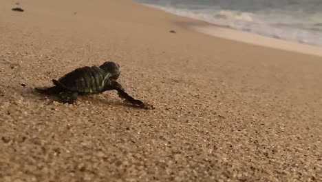 Eine-Neugeborene-Lederschildkröte-Versucht,-Das-Meerwasser-Zu-Erreichen