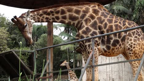 giraffe-in-the-zoo-feeding.-handheld-close-view