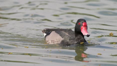 Zoom-in-shot-of-a-male-rosy-billed-pochard,-netta-peposaca-with-red-beak,-chilling-on-the-calm-wavy-lake,-slowly-paddling-the-water-on-a-beautiful-tranquil-day