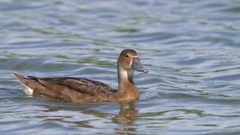 Aquatic-waterfowl-close-up-shot-of-a-female-rosy-billed-pochard,-netta-peposaca-paddling-and-swimming-across-the-wavy-lake-during-daytime-in-its-natural-habitat