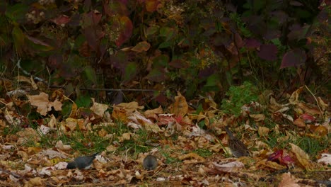 Ein-Paar-Vögel,-Die-Zwischen-Den-Herbstblättern-Nach-Nahrung-Suchen-Und-Beobachten