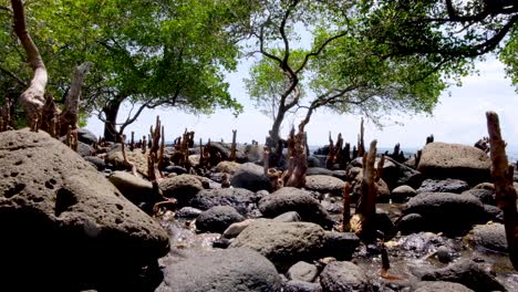 Mangrove-ecosystem-growing-along-a-rocky-shoreline-of-tropical-remote-Atauro-Island-in-Timor-Leste,-Southeast-Asia