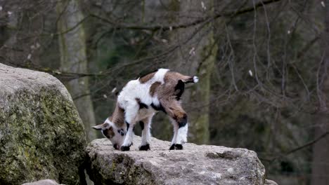 Little-baby-goat-over-a-rock-in-the-wilderness,-one-isolated-cute-and-adorable-nigerian-dwarf-animal-standing-over-a-rocky-place
