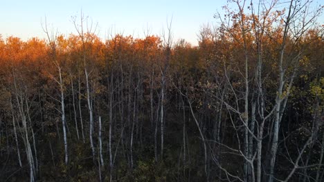 Kanadischer-Wald-Während-Der-Herbstsaison-In-Alberta,-Kanada