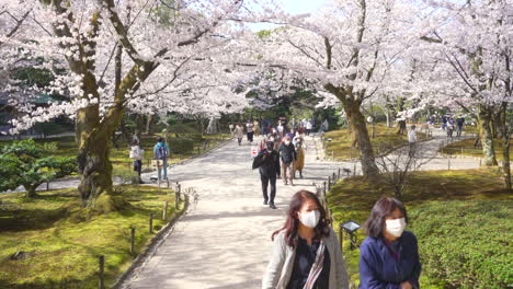 Personas-Con-Máscara-Caminando-Bajo-Densos-Cerezos-En-Flor-En-Un-Día-Soleado-En-El-Jardín-Kenrokuen,-Kanazawa,-Ishikawa,-Japón