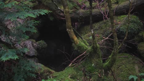 Bosque-Cubierto-De-Musgo-De-Aokigahara-En-Japón-Bajo-La-Lluvia