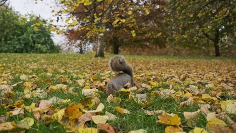 Nahaufnahme-Eines-Niedlichen-Eichhörnchens,-Das-In-Den-Herbstblättern-Wühlt