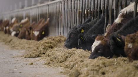 Line-of-beef-cattle-feeding-on-hay-from-indoor-pens-in-cowshed,-static
