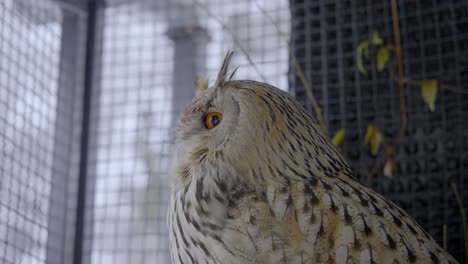 Siberian-eagle-owl-in-cage-at-zoo