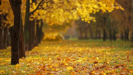 Herbsthintergrund,-Gelbe-Gefallene-Blätter-In-Einem-Leeren-Park-Voller-Bäume,-Hintergrundszene-Der-Herbstsaison-Im-Freien