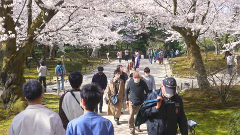 Shot-of-Japanese-people-in-masks-strolling-and-enjoying-the-sakura-season-in-Kenrokuen-Garden-in-Kanazawa,-Japan-during-sakura-season
