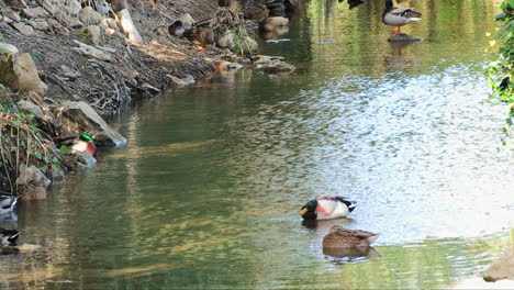 Mallard-ducks-resting-on-a-shallow-stream-lit-by-sunlight