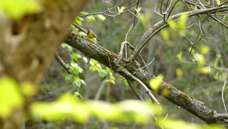 Canada-warbler-perched-up-on-a-tree-branch,-surrounded-by-green-forest-leaves
