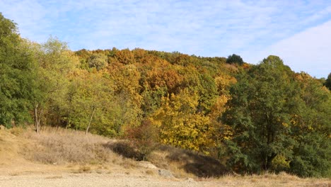Verschiedene-Und-Farbenfrohe-Bäume-Im-Herbst---Weitwinkelaufnahme