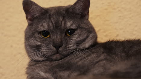 Makro-Nahaufnahme-Einer-Süßen-Schwarzen-Katze-Mit-Gelben-Augen,-Die-Sich-In-Einem-Gemütlichen-Zuhause-Ausruht
