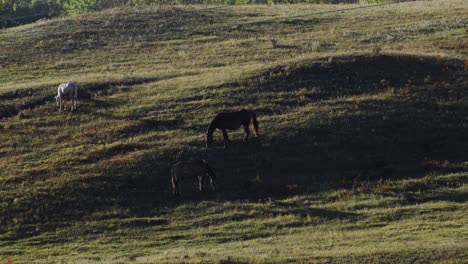 Horses-grazing-on-a-plain-in-the-evening