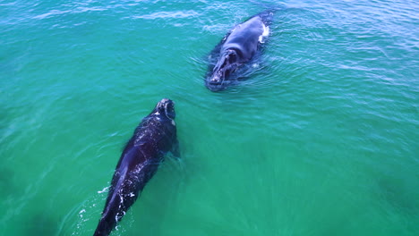 Southern-Right-whale-calf-swiftly-swims-to-its-mom-in-shallows,-aerial
