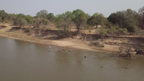 Niedrige-Luftaufnahme:-Aufgedunsene-Flusspferde-Betreten-Den-Lupande-Fluss-In-Sambia