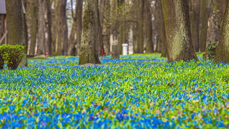 spring-flowery-woodland