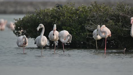 Migratory-birds-Greater-Flamingos-resting-in-the-shallow-sea-mangroves-of-Bahrain