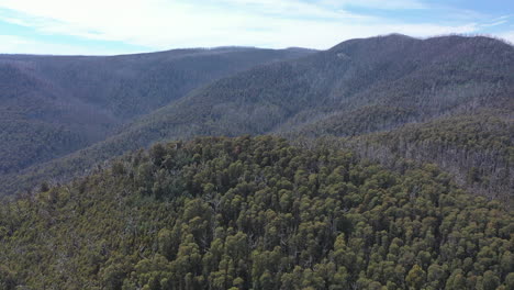 Slow-aerial-over-thickly-forested-rolling-hills-in-Victoria,-Australia