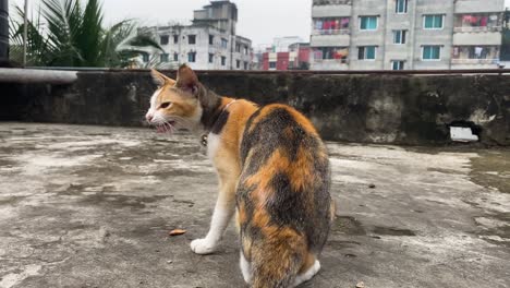 Orange-schwarz-weiße-Katze-Sitzt-Auf-Dem-Dach,-Bevor-Sie-Weggeht