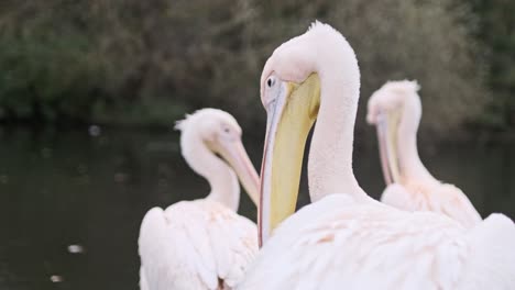 Group-of-Pink-pelicans-pruning-feathers-in-st-james-park-London