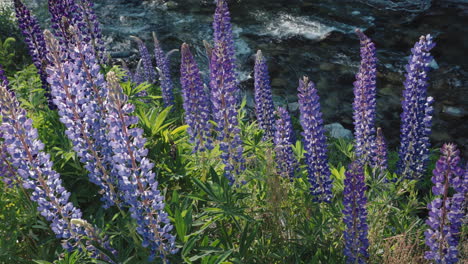 Lupines-at-the-edge-of-a-river