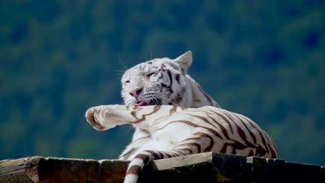 Close-up-shot-of-calm-white-tiger-cleaning-paws-during-sunny-day-in-the-morning---Forest-trees-in-background