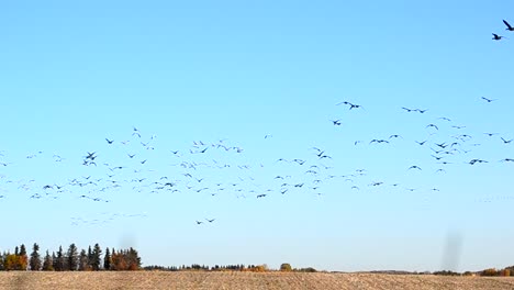 Großer-Schwarm-Zugvögel,-Der-über-Einem-Ackerland-Kanadas-Fliegt