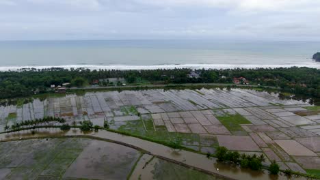 Drone-view-of-Suwuk-beach-and-rice-fields-in-Kebumen,-Indonesia