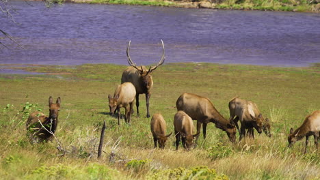 Wild-Elk-buck-moving-his-herd-through-marsh-wetlands-in-the-mountains-with-calfs-and-cows-slow-motion-30fps