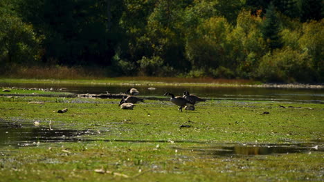 Canadian-goose-flock-eating-and-sunbathing-in-marsh-by-pond-slow-motion-30fps