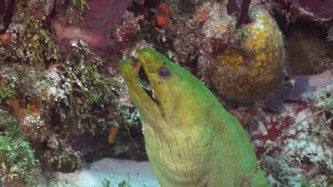 Green-Moray-eel-Close-up-Cozumel-Mexico,-Carribean-Sea