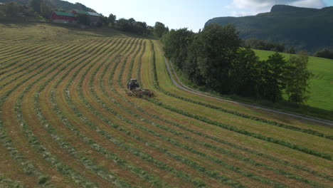 Raking-of-cut-silage-crop-by-tractor-into-rows-on-lush-farmland,-aerial